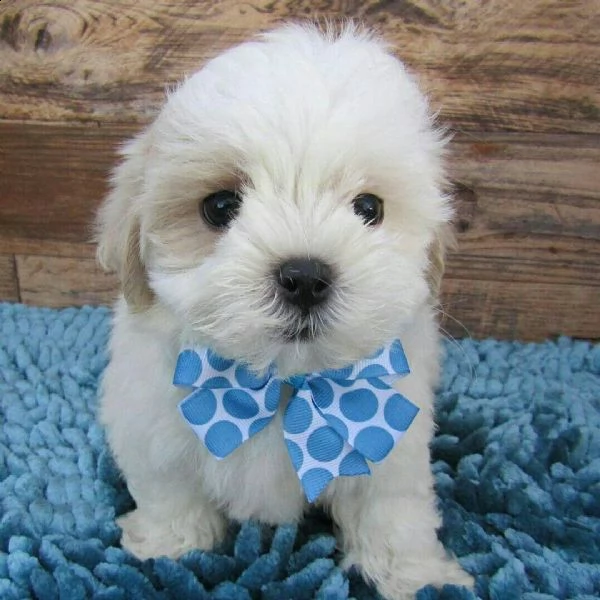 regalo cucciolo maltese toy