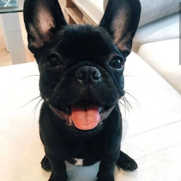 vendita cuccioli di bulldog francese di qualità.