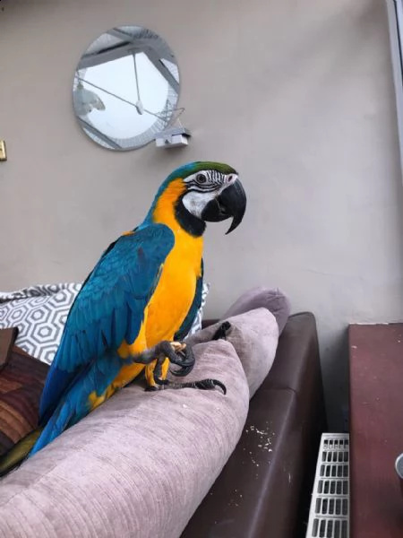 pappagalli ara arauna