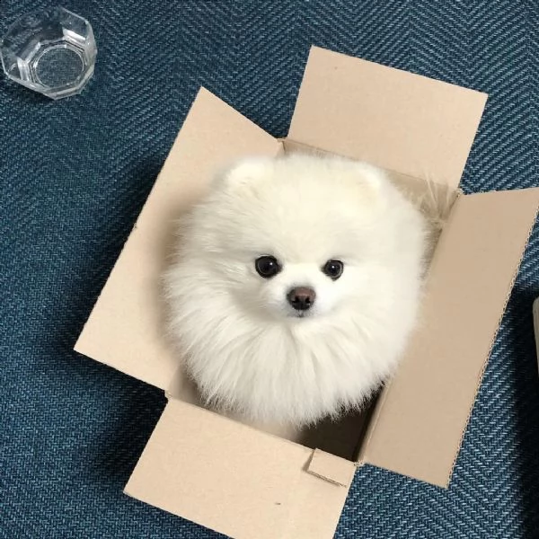  regalo maltese