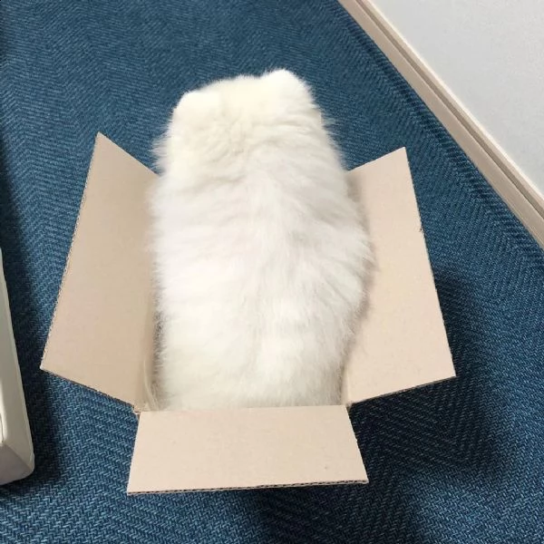 regalo pomeranian  | Foto 0