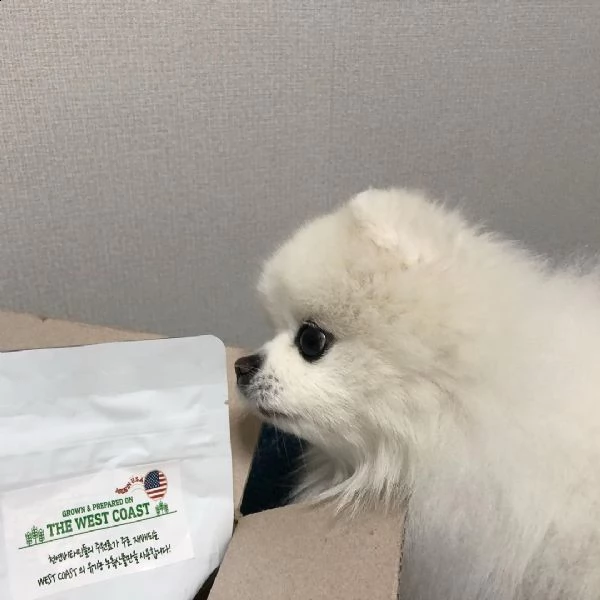 regalo pomeranian 