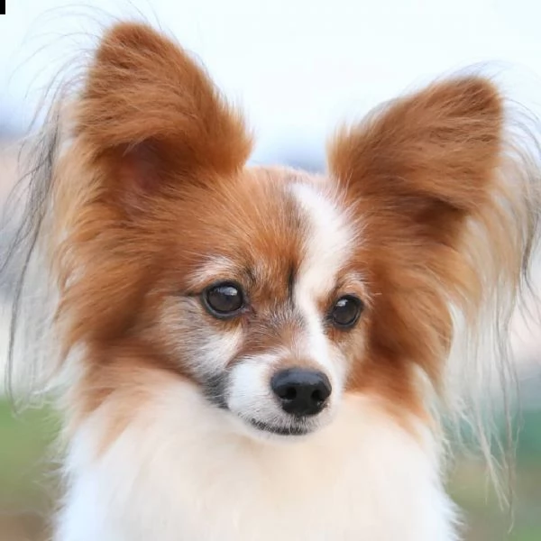chihuahua peloso registrato akc sano in vendita