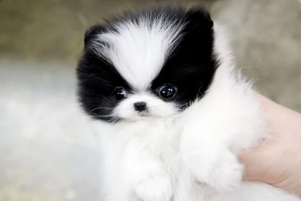 fantastici cuccioli di pomerania