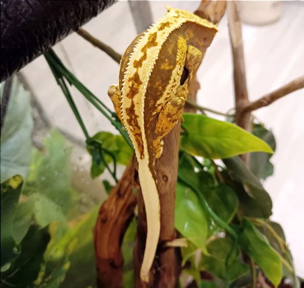 Vendo Geco Ciliatus Crestato maschio a Milano 