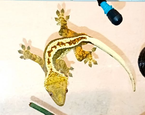 Vendo Geco Ciliatus Crestato maschio a Milano  | Foto 1