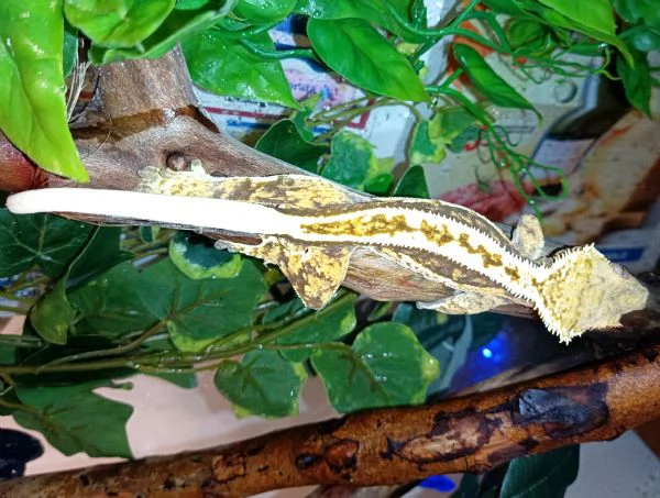 Vendo Geco Ciliatus Crestato maschio a Milano  | Foto 0