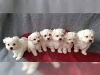 cuccioli maltesi maschi e femmine | Foto 0