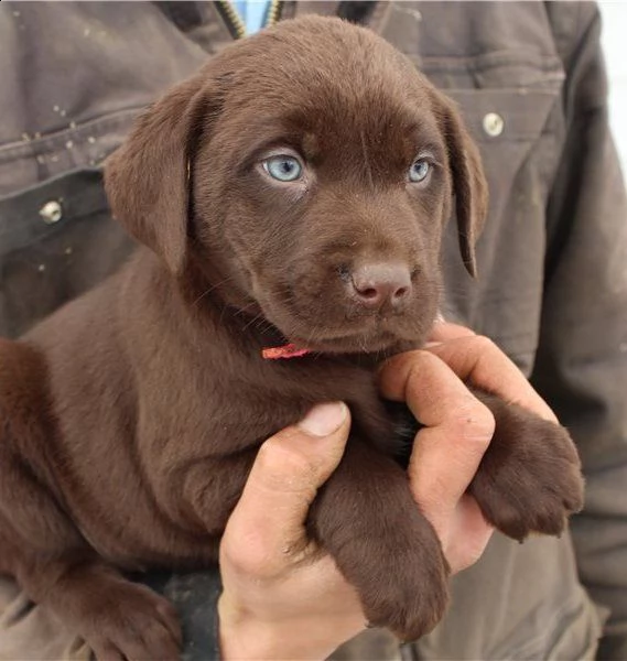 cuccioli di labrador