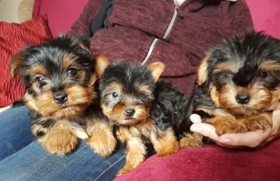 vendita cucciolo cuccioli di yorkshire mini toy fantastici e piccoli | Foto 2