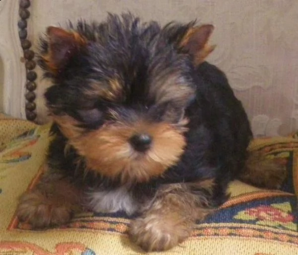 vendita cucciolo cuccioli di yorkshire mini toy fantastici e piccoli | Foto 0