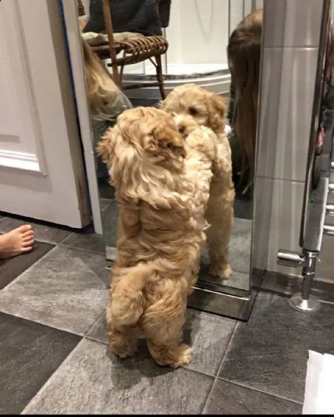 vendita cucciolo cucciolo di maltese | Foto 3