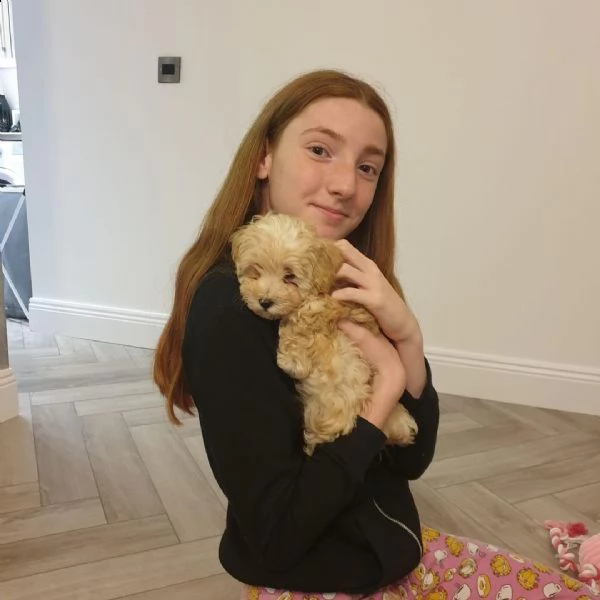 vendita cucciolo cucciolo di maltese