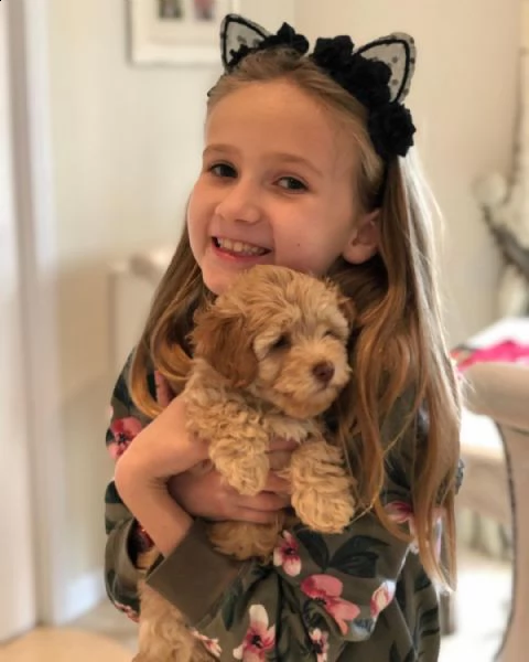 vendita cucciolo cucciolo di maltese | Foto 2