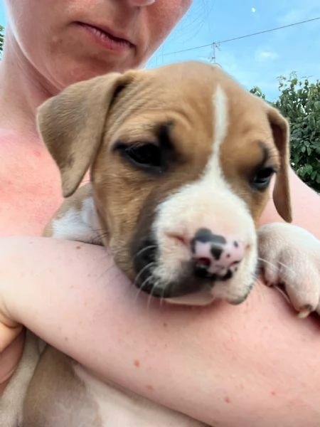Cuccioli American Staffordshire Terrier | Foto 8