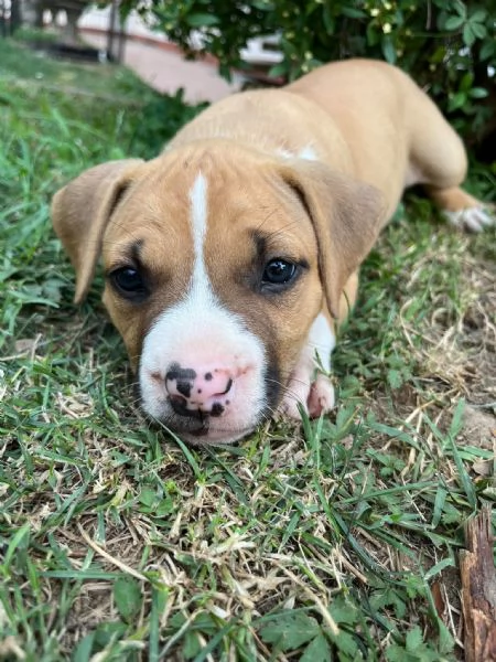 Cuccioli American Staffordshire Terrier | Foto 7