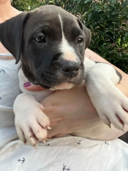 Cuccioli American Staffordshire Terrier | Foto 6