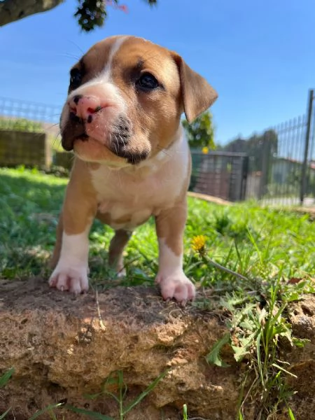 Cuccioli American Staffordshire Terrier | Foto 5