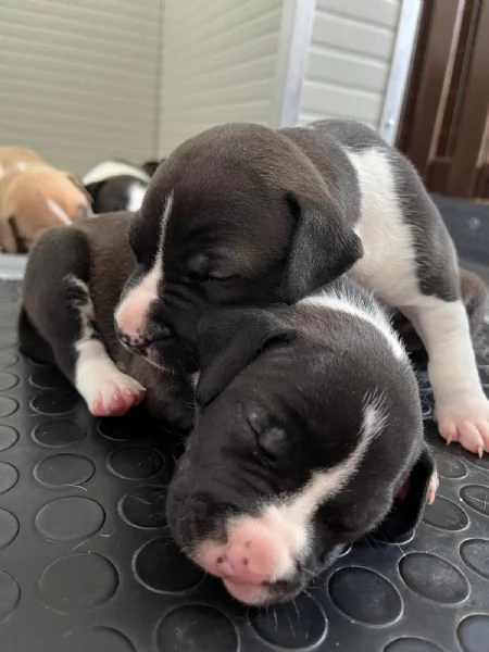 Cuccioli American Staffordshire Terrier | Foto 4
