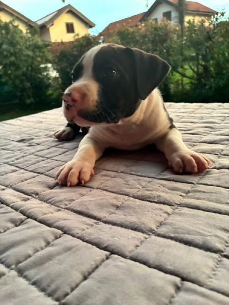 Cuccioli American Staffordshire Terrier