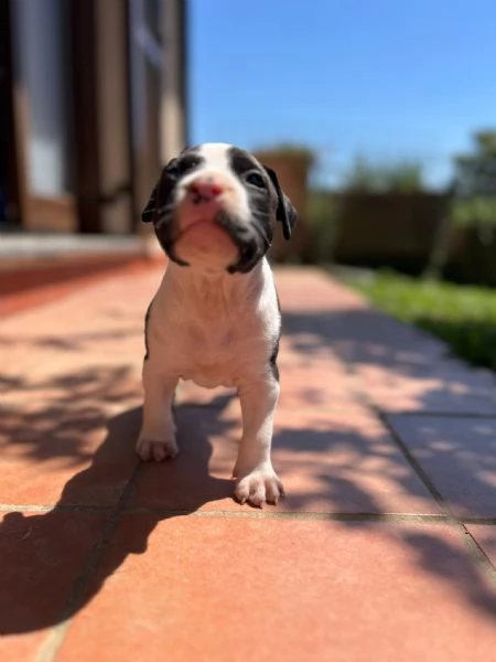 Cuccioli American Staffordshire Terrier | Foto 3