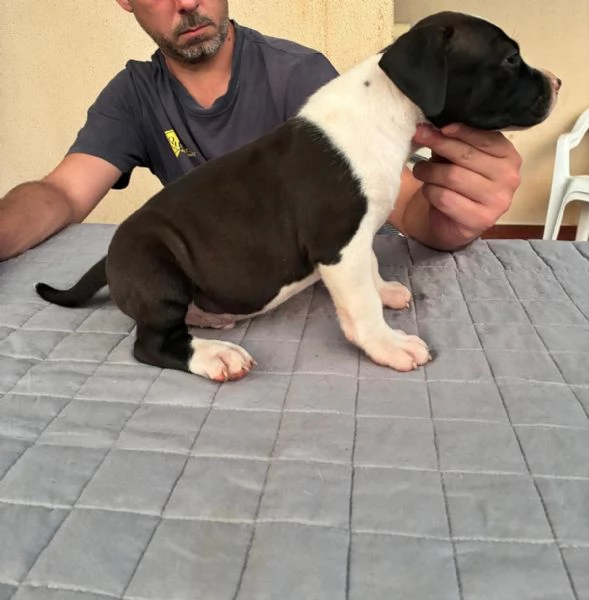 Cuccioli American Staffordshire Terrier | Foto 1