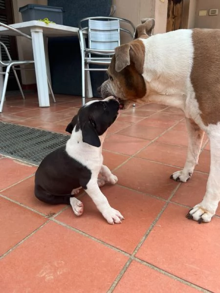 Cuccioli American Staffordshire Terrier | Foto 0