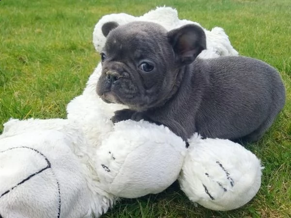 bulldogue francese blu