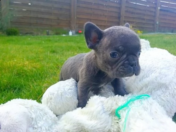 bulldogue francese blu | Foto 0