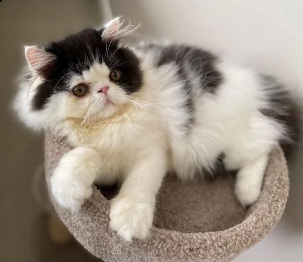 il nostro simpatico gattino persiano | Foto 1