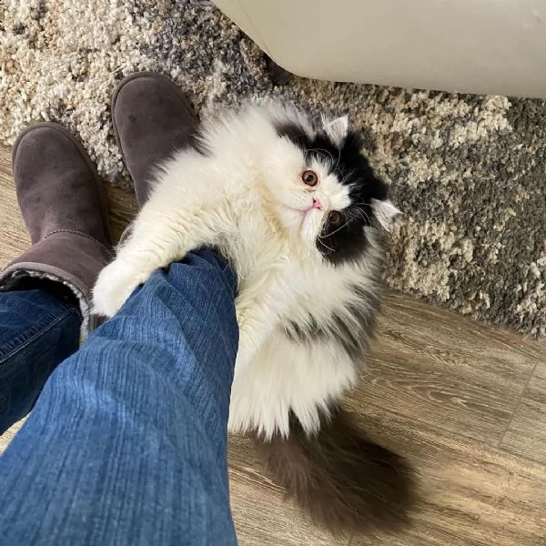 il nostro simpatico gattino persiano | Foto 0