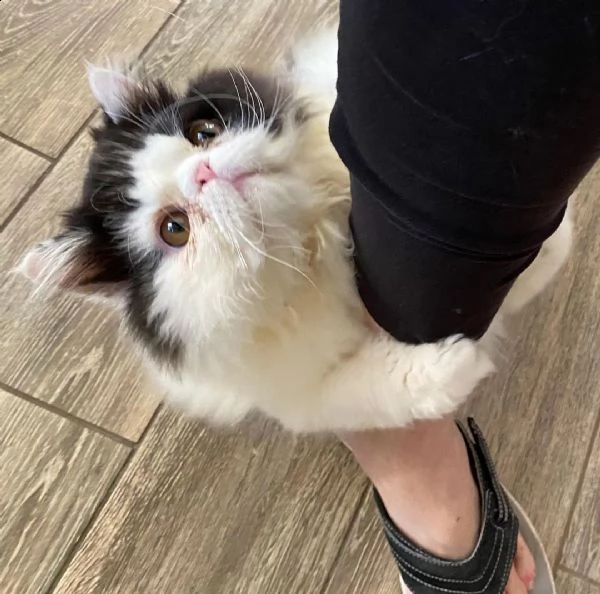 il nostro simpatico gattino persiano