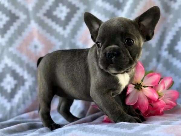  regalo bulldog francese