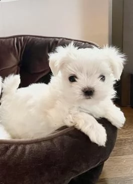 regalo maltese