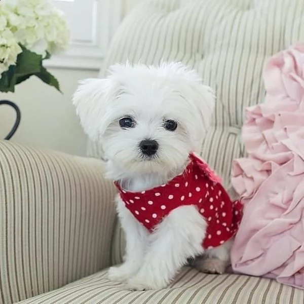 regalo maltese<<<>>>