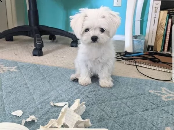 regalo maltese nano | Foto 0
