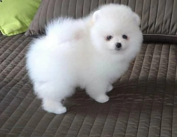 regalo  volpino pomerania mini toy  | Foto 0