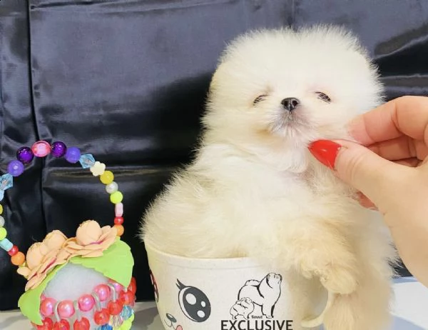 regalo maltese nano | Foto 0