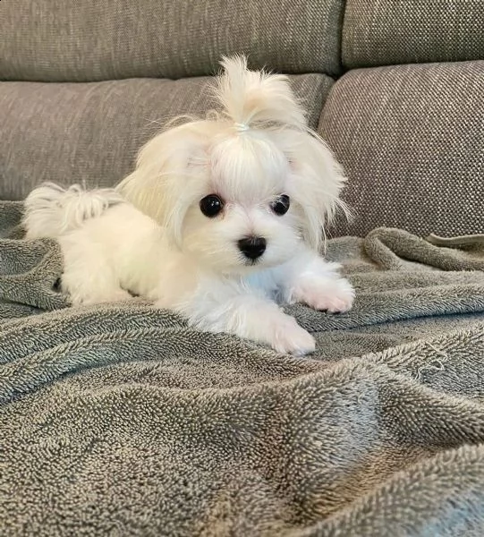 regalo maltese///////