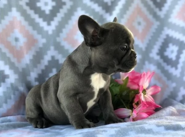  regalo splendido bulldog francese