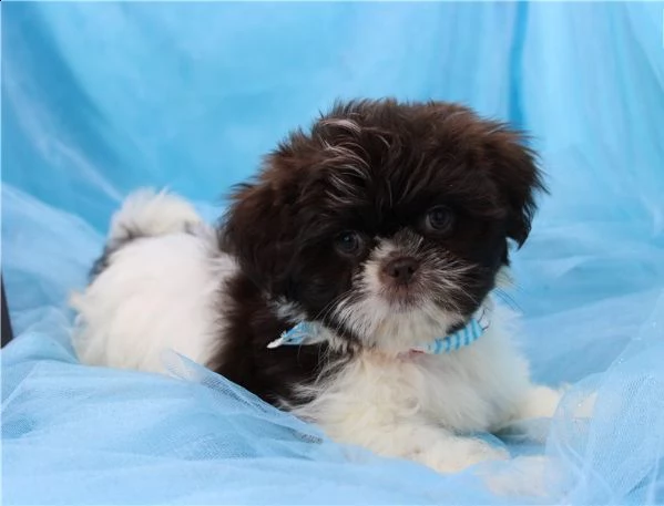regalo shitzu cuccioli meravigliosi ! 