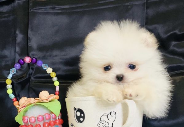 regalo  volpino pomerania mini toy (()() | Foto 0