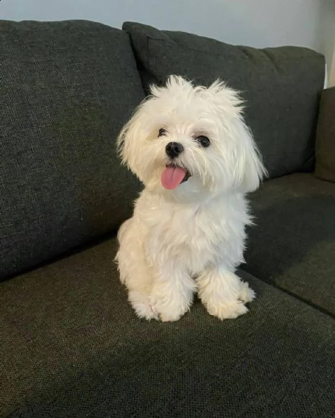 regalo maltese$& | Foto 0