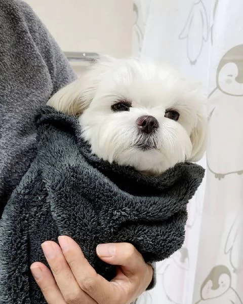 regalo maltese | Foto 0