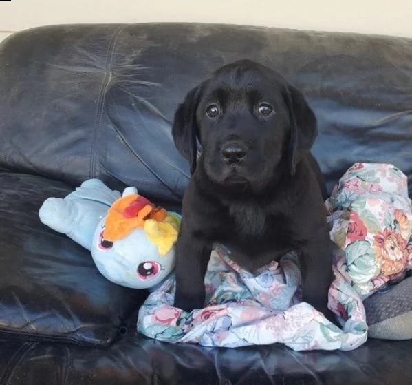 cucciolotti di labrador retriver
