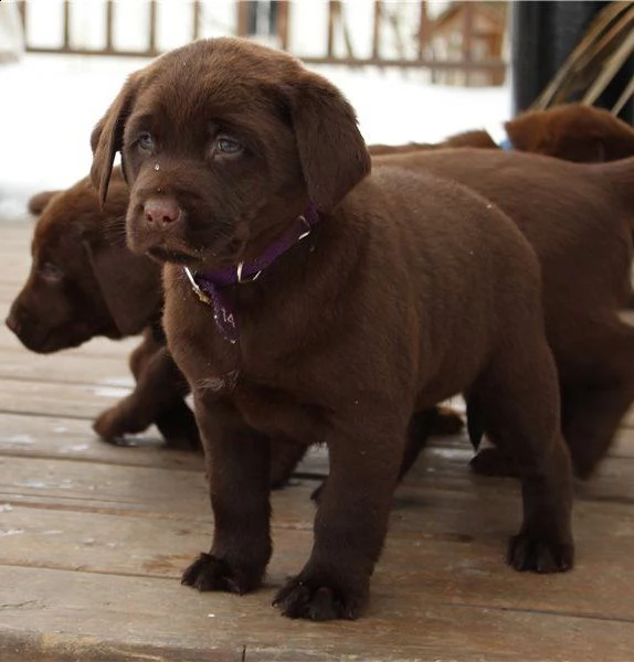 cucciolotti di labrador retriver | Foto 0