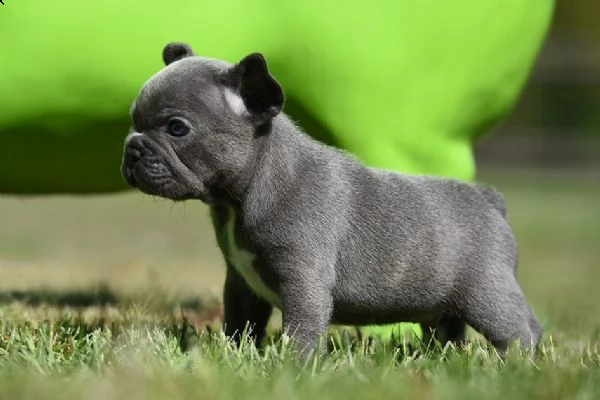 cuccioli di bulldog francese | Foto 3
