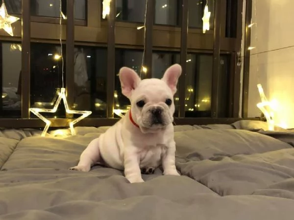 cuccioli di bulldog francese | Foto 2