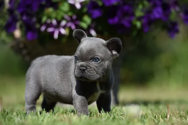 cuccioli di bulldog francese