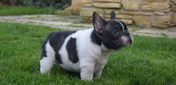 cuccioli di bulldog francese | Foto 1